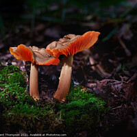 Buy canvas prints of A pair of wild mushrooms with a little visitor at Hartshill Hays Nuneaton by Brent Thompson