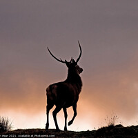 Buy canvas prints of Red Stag at Sunset by Jon Pear