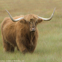 Buy canvas prints of Willie's Bull by Jon Pear