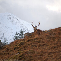 Buy canvas prints of Stag at Rest by Jon Pear