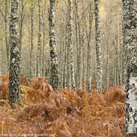 Buy canvas prints of Birch Forest by Jon Pear