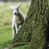 Buy canvas prints of Lamb & Tree by Jon Pear