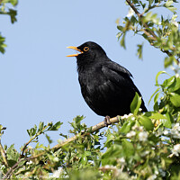 Buy canvas prints of Blackbird Singing by Jon Pear