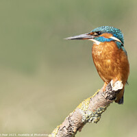 Buy canvas prints of Female Kingfisher by Jon Pear