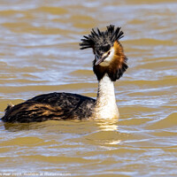 Buy canvas prints of Great Crested Grebe by Jon Pear
