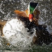 Buy canvas prints of Mandarin Duck Splashing by Jon Pear