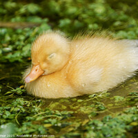 Buy canvas prints of Yellow Duckling Sleeping by Jon Pear