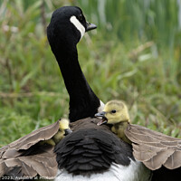 Buy canvas prints of Canada Goose & Goslings by Jon Pear