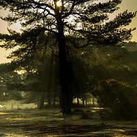 Buy canvas prints of Tree in the Mist by Elzbieta Sosnowski