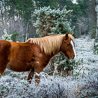 Buy canvas prints of Pony in Forest  by Elzbieta Sosnowski