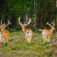 Buy canvas prints of New Forest Residents... by Elzbieta Sosnowski