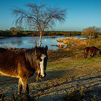 Buy canvas prints of Typical Morning in New Forest.. by Elzbieta Sosnowski