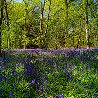 Buy canvas prints of The Bluebell Woods by Gerry Walden LRPS