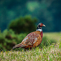 Buy canvas prints of Male pheasant [phasianus colchicus] by Gerry Walden LRPS