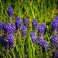 Buy canvas prints of Grape Hyacinth by Gerry Walden LRPS