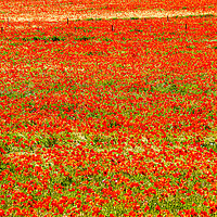 Buy canvas prints of Poppy fields by Gerry Walden LRPS