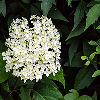Buy canvas prints of White hydrangea by Gerry Walden LRPS