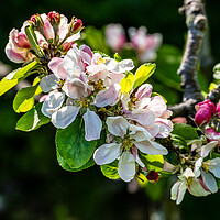 Buy canvas prints of Apple Blossom Time by Gerry Walden LRPS