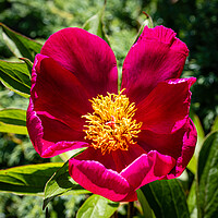 Buy canvas prints of Single peony blossom by Gerry Walden LRPS