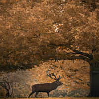 Buy canvas prints of Grazing Stag by stephen morgan