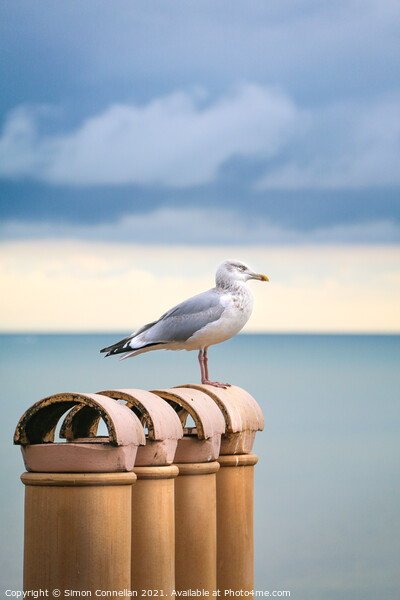 Seagulls, Ramsgate Picture Board by Simon Connellan