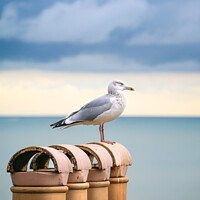 Buy canvas prints of Seagulls, Ramsgate by Simon Connellan