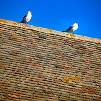 Buy canvas prints of Whitstable Seagulls by Simon Connellan