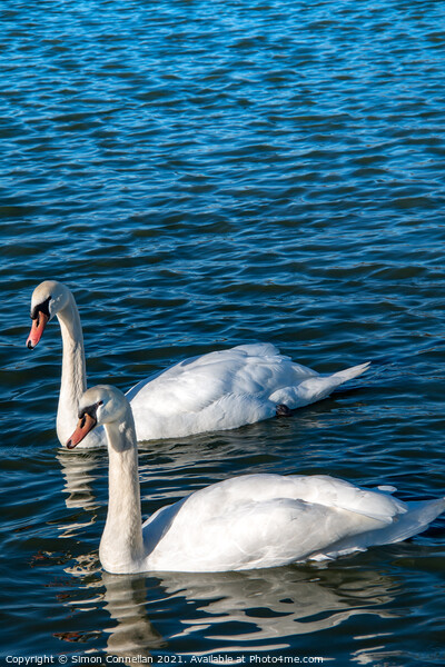 Swans on Wimbledon Common Picture Board by Simon Connellan