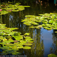 Buy canvas prints of Monets Garden Water Lilies by Simon Connellan