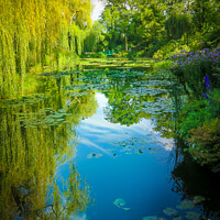 Buy canvas prints of Monets Garden Water Lilies by Simon Connellan