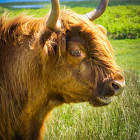 Buy canvas prints of Highland Cattle by Simon Connellan