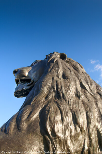 Landseer Lions, Trafalgar Square Picture Board by Simon Connellan