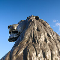 Buy canvas prints of Landseer Lions, Trafalgar Square by Simon Connellan