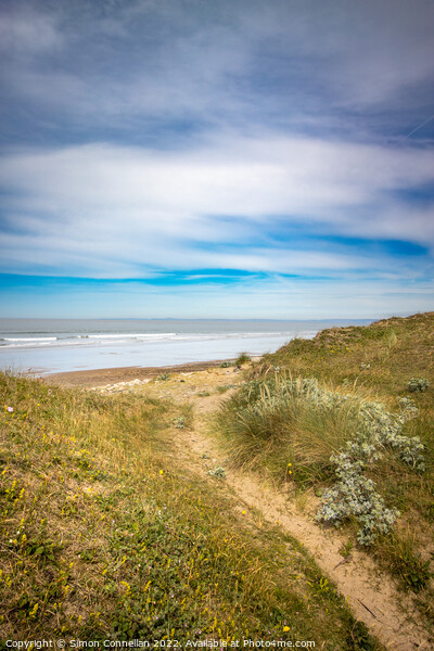 Kenfig Sand Dunes Picture Board by Simon Connellan