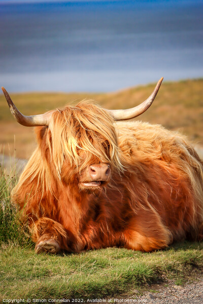 Highland Cattle, Skye Picture Board by Simon Connellan