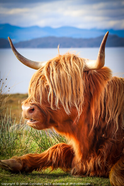 Highland Cattle, Skye Picture Board by Simon Connellan