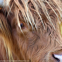 Buy canvas prints of Highland Cattle, Skye by Simon Connellan