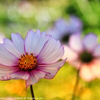 Buy canvas prints of Summer Flowers by Laura Baxter