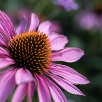 Buy canvas prints of Summer Cone Flowers by Laura Baxter