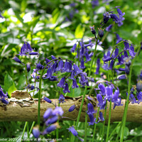Buy canvas prints of Woodland bluebells by Laura Baxter