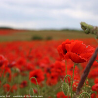 Buy canvas prints of Poppy Fields by Laura Baxter