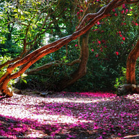 Buy canvas prints of Magical woodlands at Sheringham Park by Laura Baxter