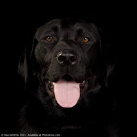 Buy canvas prints of Black Happy Labrador dog by Paul Whittle