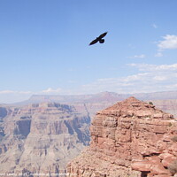 Buy canvas prints of Eagle over Grand Canyon by David Leahy