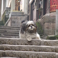 Buy canvas prints of A cute dog on steps by David Leahy