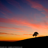 Buy canvas prints of Tree Silhouette by Mark McDonald