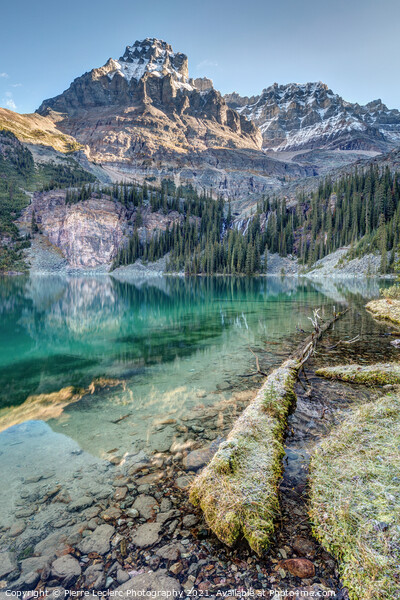 Scenic Shoreline of Lake O'Hara  Picture Board by Pierre Leclerc Photography