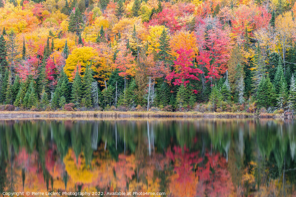 Fall Colors in Canada Picture Board by Pierre Leclerc Photography