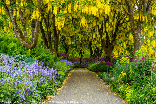 Gold chain flowers at VanDusen Botanical Garden Picture Board by Pierre Leclerc Photography