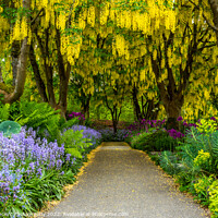 Buy canvas prints of Gold chain flowers at VanDusen Botanical Garden by Pierre Leclerc Photography